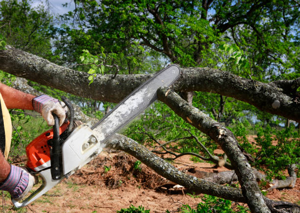 Best Tree Risk Assessment  in Heartland, TX